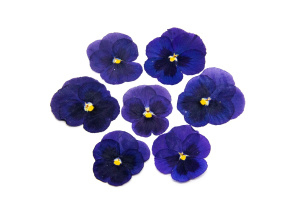 Виола обезвоженная МИНИ (МИКС) плоская 20 штук